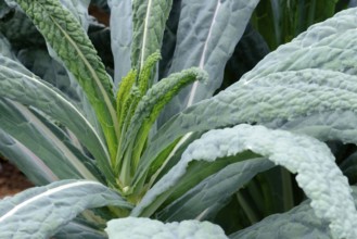 Brassica oleracea (Brassica oleracea var. palmifolia) Black cabbage, Cabbage, Vegetable cabbage,