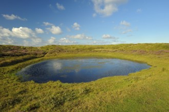 Pond, nature reserve De Bollekamer, part of the National Park Dunes of Texel, island of Texel,