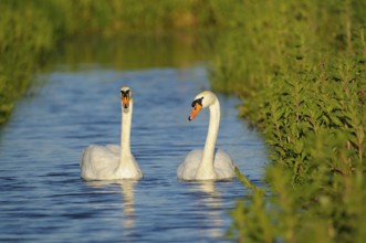 Mute swans (Cygnus olor), pair on ditch, Netherlands