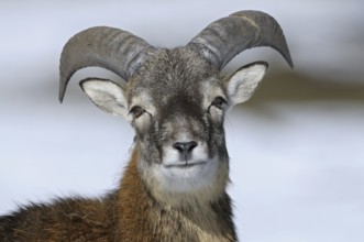 Mouflon, young ram (Ovis ammon musimon)