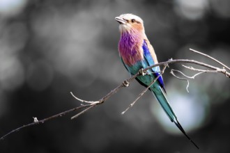 Lilac Breasted Roller (Coracias caudatus) perched on a twig against a desaturated background,