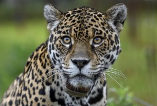 Jaguar (Panthera onca) with radio collar, portrait, breeding station of the Conservation Land