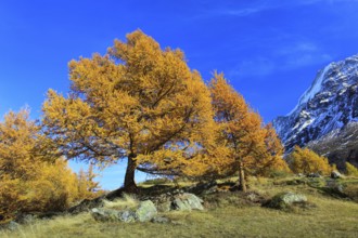 European larches ( Larix decidua) Larch, Larch forest, Valais, Switzerland, Europe