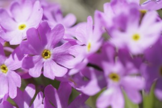 Hallers Primrose, Primula halleri, Switzerland, Europe