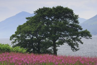 Tree in the Scottish Highlands, Scotland, Great Britain