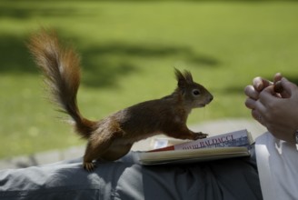 Red Squirrel, beeing fed, eurasian red squirrel (Sciurus vulgaris), being fed, Germany, Europe