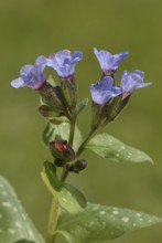 Lungwort (Pulmonaria officinalis)