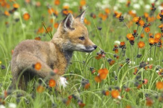 American Red Fox (Vulpes vulpes fulva) cub