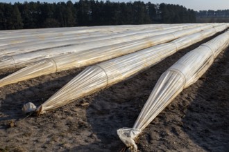 Polythene cloche polytunnels crop protection from frost running acros a field, Wantisen, Suffolk,