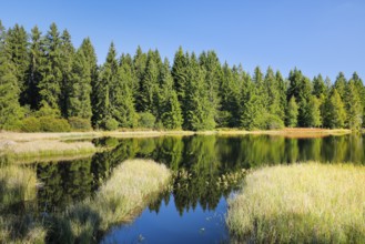 The forest along the shore of the Étang de la Gruère is reflected in the still waters of the moor