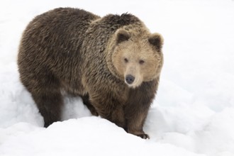 Brown bear (Ursus arctos) shortly after waking up from hibernation