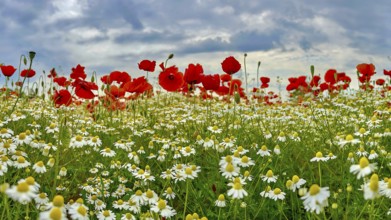 Poppy (Papaver) wild chamomile (Matricaria chamomilla) Flowering strip, sunrise, summer meadow,