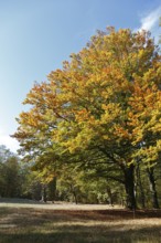 Beech in autumn foliage, Middle Elbe Biosphere Reserve, Saxony-Anhalt, Germany, Europe