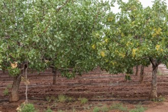 Alamogordo, New Mexico, Pistachios growing at Eagle Ranch, which sells the nuts under the Heart of