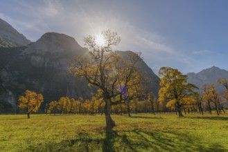 Engtal, Großer Ahornboden, Karwendel Mountains, Kalkalpen, Austria, Autumn-coloured sycamore maple