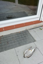 Eurasian sparrowhawk (Accipiter nisus), dead male lying in front of a window, North