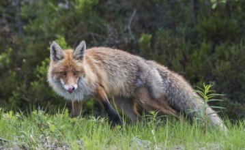 Red fox (Vulpes vulpes), licks his mouth, Lapland, Sweden, Europe