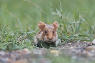 European hamster (Cricetus cricetus) looks out of animal den, Neusiedler See National Park -