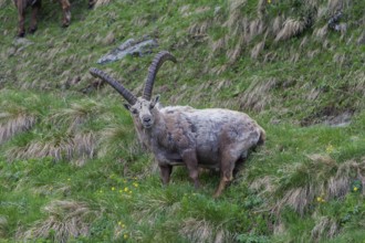 Alpine Ibex (Capra ibex), buck shedding its fur, High Tauern National Park, Austria, Europe