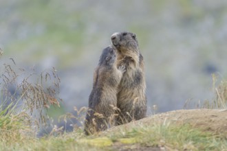 Alpine Marmots (Marmota marmota), adult and juvenile, Salzburg State, Austria, Europe