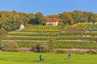 Dinglinger's vineyard on the Elbe slope