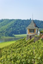 Not far from the Boselspitze, leaning towards the Elbe, is the vineyard known as the Rote Presse .