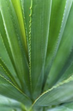 Agave (Agave Australis) plant, flora, detail, close up, medicine, health, medicinal plant,