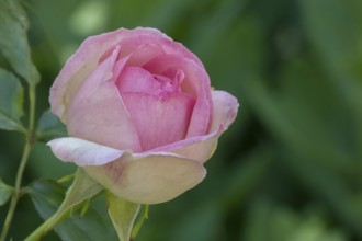 Shrub rose (Rosa), North Rhine-Westphalia, Germany, Europe