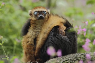 Blue-eyed maki (Eulemur (lemuridae) macaco flavifrons), two, hidden, female, male, adult, marmoset,