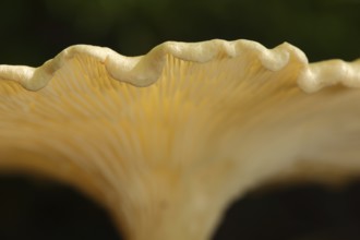 Rim of mushroom cap Kerbrandiger Trichterling (Clitocybe costata), curved, wavy, detail, macro,