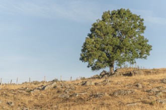 Large solitary tree on Aubrac plateau in summer. Cevennes, France, Europe