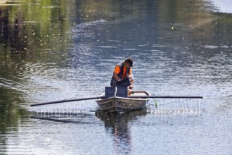 Man fights algae in the water of Altmühlarm from boat with bio-phosphate binder, Altmühlarm, Markt