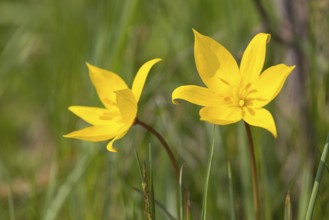 Wild tulips (Tulipa sylvestris) in flower, Saxony, Germany, Europe