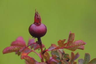 Red round fruit of french rose (Rosa gallica) on a branch with green background,