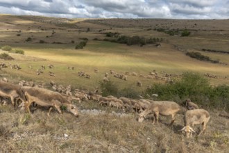 Herd of sheep in a large pasture on the causse mejean in the cevennes. Aveyron, France, Europe