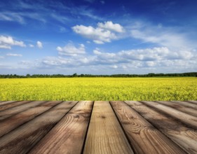 Spring summer background, yellow canola field with blue sky and wooden planks floor in front