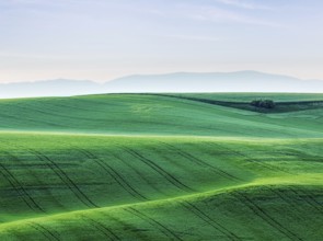 Moravian rolling landscape. South Moravia, Czech Republic, Europe