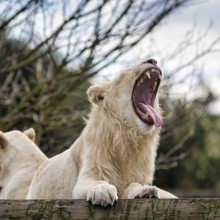 White lion (Panthera leo), male with mouth open, colour mutation, leucism, captive, Safaripark,