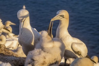 Northern gannet (Morus bassanus), with young bird, Helgoland, North Sea, Schleswig-Holstein,