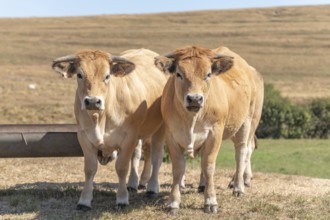 Two Aubrac cows together in pasture in summer. Aubrac, France, Europe