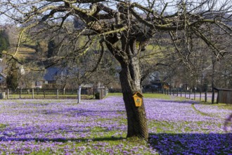 Drebach Crocus Meadows