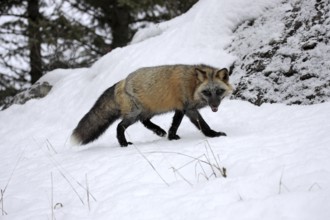 American red fox (Vulpes vulpes fulva), american red fox, USA, North America