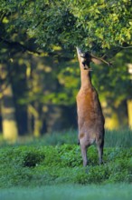 Red deer (Cervus elaphus), eats acorns from oak branch