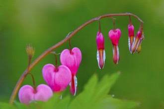 Venus's car, bleeding heart, Dutchman's trousers, or lyre flower (Dicentra spectabilis)