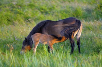 Exmoor ponies, mare and foal