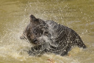 European brown bear (Ursus arctos)