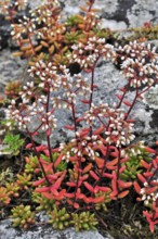 White stonecrop (Sedum album), White stonecrop flowering among rocks, White stonecrop flowering