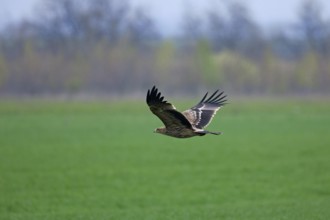 Eastern imperial eagle (Aquila heliaca) flying over field, Austria, Europe