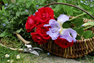 Basket with roses, climbing rose sympathy, rose scissors