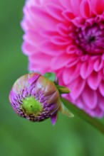 Dahlia (Dahlia spec.) , bud